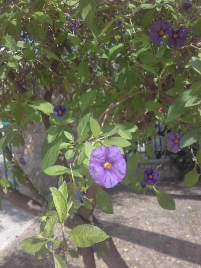 茄花