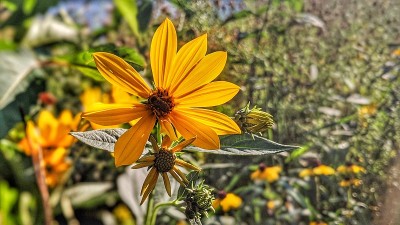 黄花是蜜蜂的蜂鸣