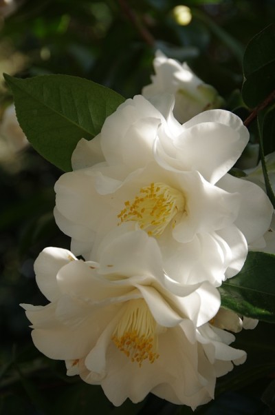 茶花“萨瑟兰公爵夫人”
