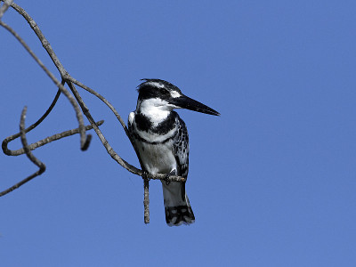 花衣魔笛手(Ceryle rudis)