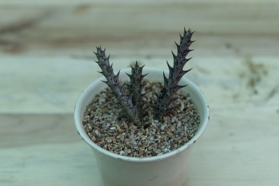 花盆中的小植物