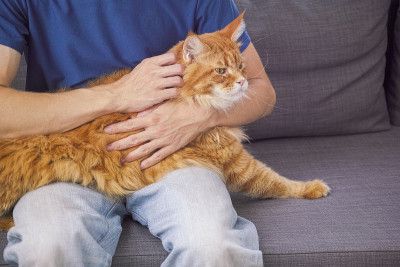红色缅因猫坐在男人的腿上