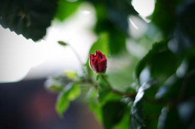 花园里鲜花盛开