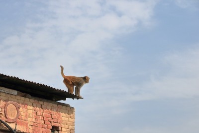 尼泊尔加德满都寺庙里的猕猴