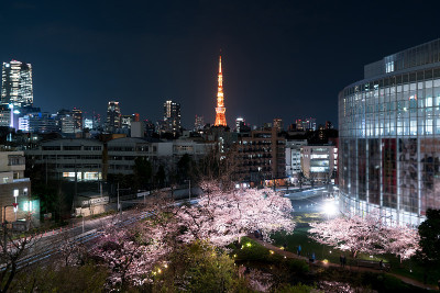 以日本东京塔为背景的樱花盛开的夜景。摄于日本东京森园。