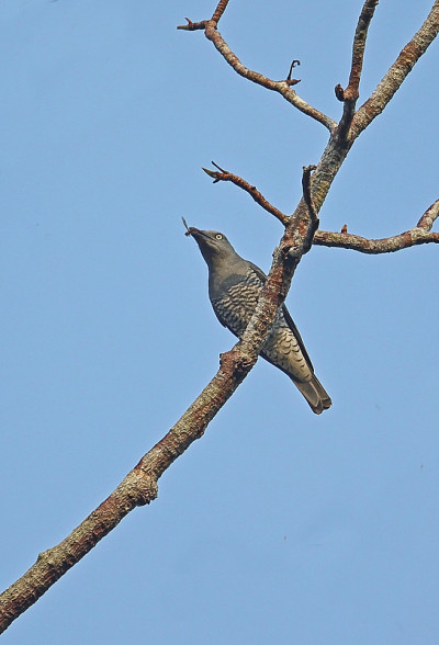 Bar-bellied Cuckooshrike