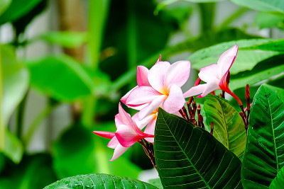 粉色Plumeria花