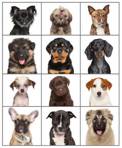 白色隔离的幼犬