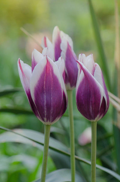 郁金香花枫丹白露