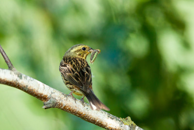 黄蜂(Emberiza citrinella)。