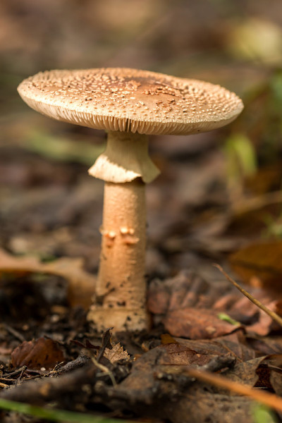 真菌(Amanita rubescens)