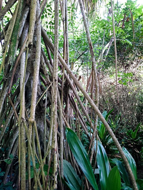 欢迎来到丛林