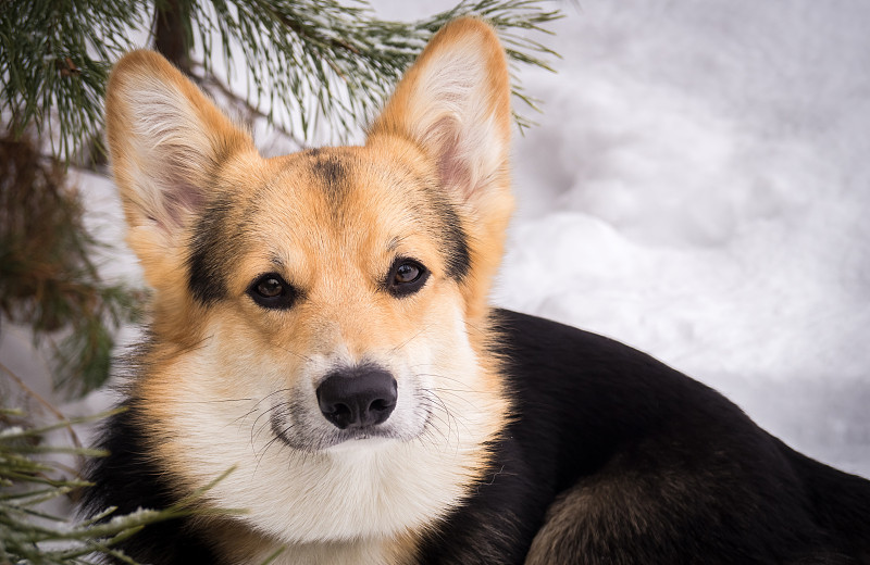 冬日森林里散步的威尔士柯基犬