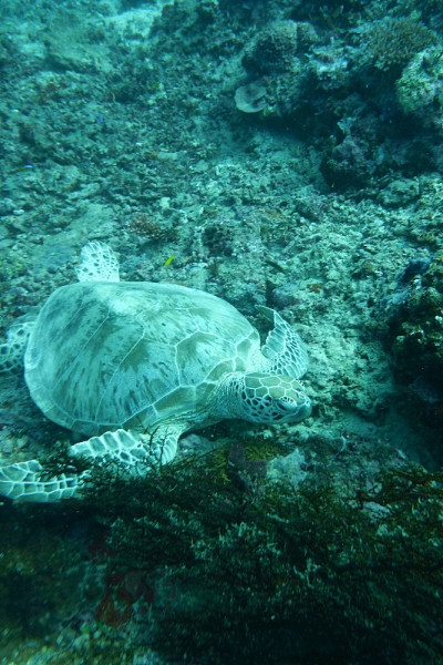 Turtles Sipadan记得