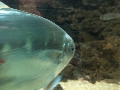 鱼水族馆