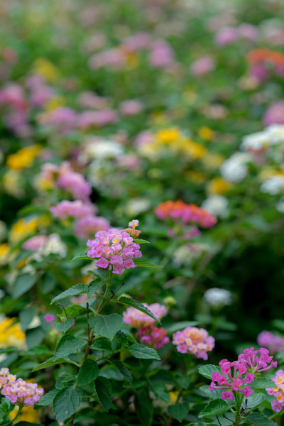 马樱丹属花