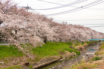 日本埼玉县霞部市仙根堀河上的樱花