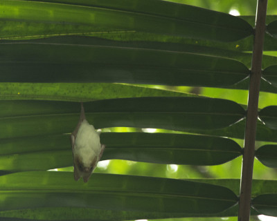 鬼蝙蝠