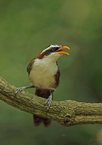 White-browed Scimitar-babbler