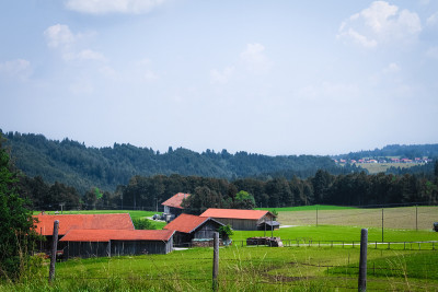 高山草甸