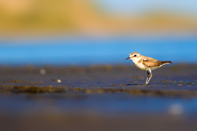 可爱的小水鸟。自然背景。常见的水鸟:肯特鸻。Charadrius alexandrinus。