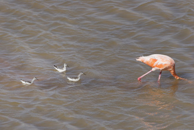威尔逊的Phalarope ((Phalaropus tricolor))跟随大火烈鸟(Phoeni
