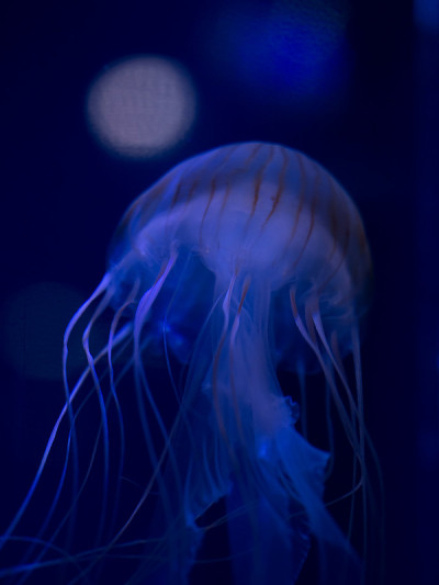 水母