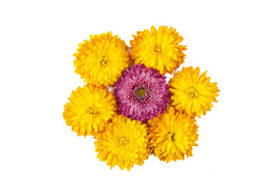 装饰孤立菊花
