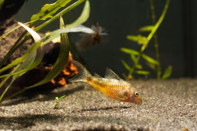 珊瑚虫在淡水水族馆用绿色美丽的热带植物。鱼在淡水水族馆用绿色美丽的热带植物。