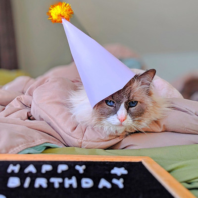 猫生日