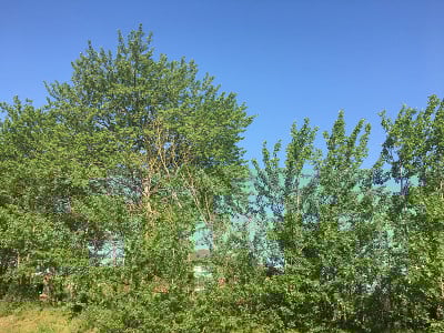 2018年5月，埃克塞特的灰杨树