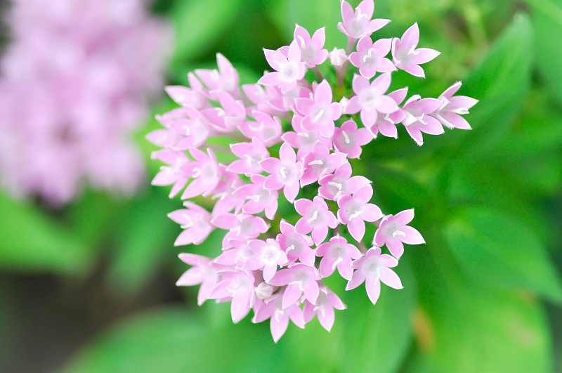 Pentas lanceolata，埃及星团