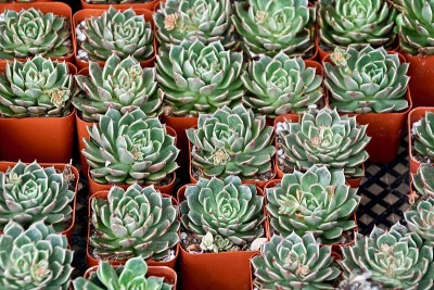 肉质植物群