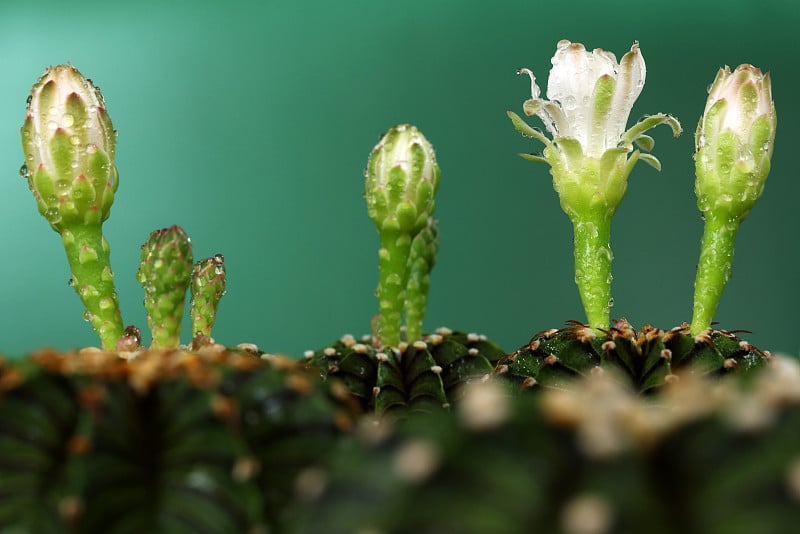 花园中裸子钙(Gymnocalycium friedrichii) l2178和米汉诺维奇裸子钙(G