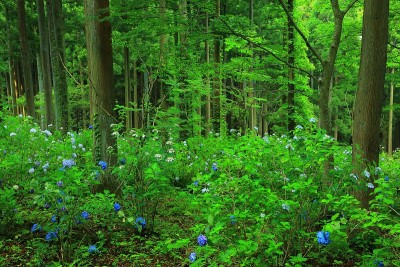 绣球花在森林里开花