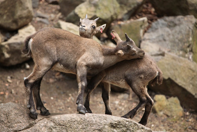 高山ibex(山羊ibex)。