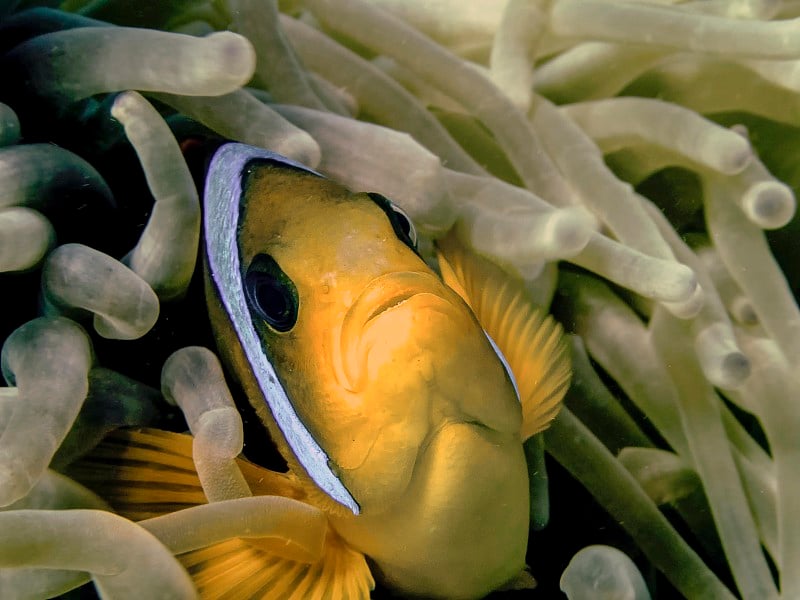 红海海葵鱼（双鱼）