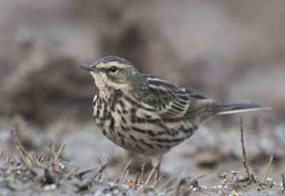 Rosy Pipit (Anthus roseatus)