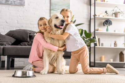 可爱的孩子们在家里拥抱金毛猎犬