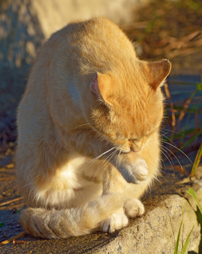 红猫出去打猎了。