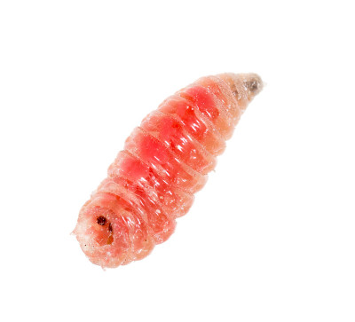 白色背景上的红色蛆虫