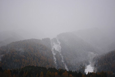 山上的森林里下雪了