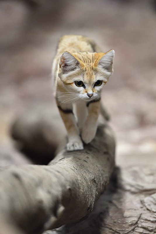 沙猫