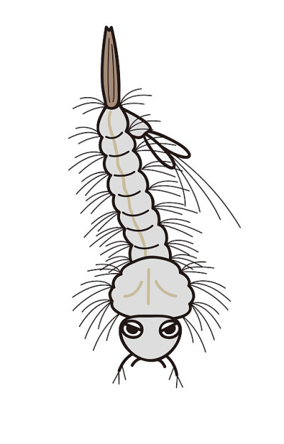 蚊子