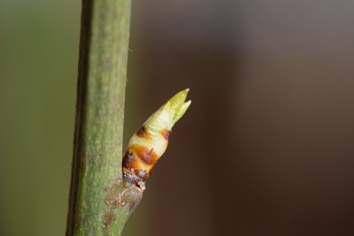 开花的幼苗和花