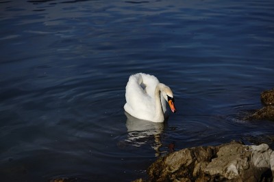 水里的天鹅。Waterbird