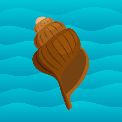 海贝壳，海洋卡通蛤壳和海洋海星珊瑚矢量插图