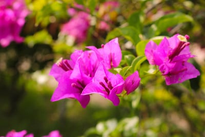 花园里的九重葛花