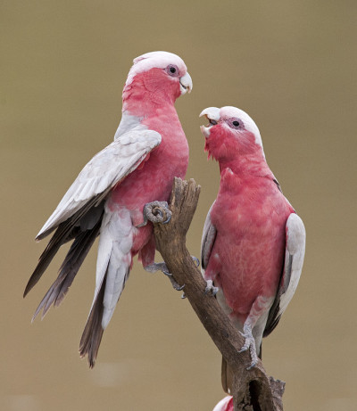 Galahs