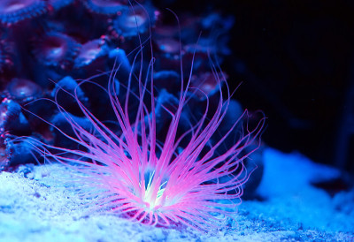 海葵。海洋水族馆里美丽多彩的珊瑚。